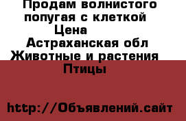 Продам волнистого попугая с клеткой › Цена ­ 300 - Астраханская обл. Животные и растения » Птицы   